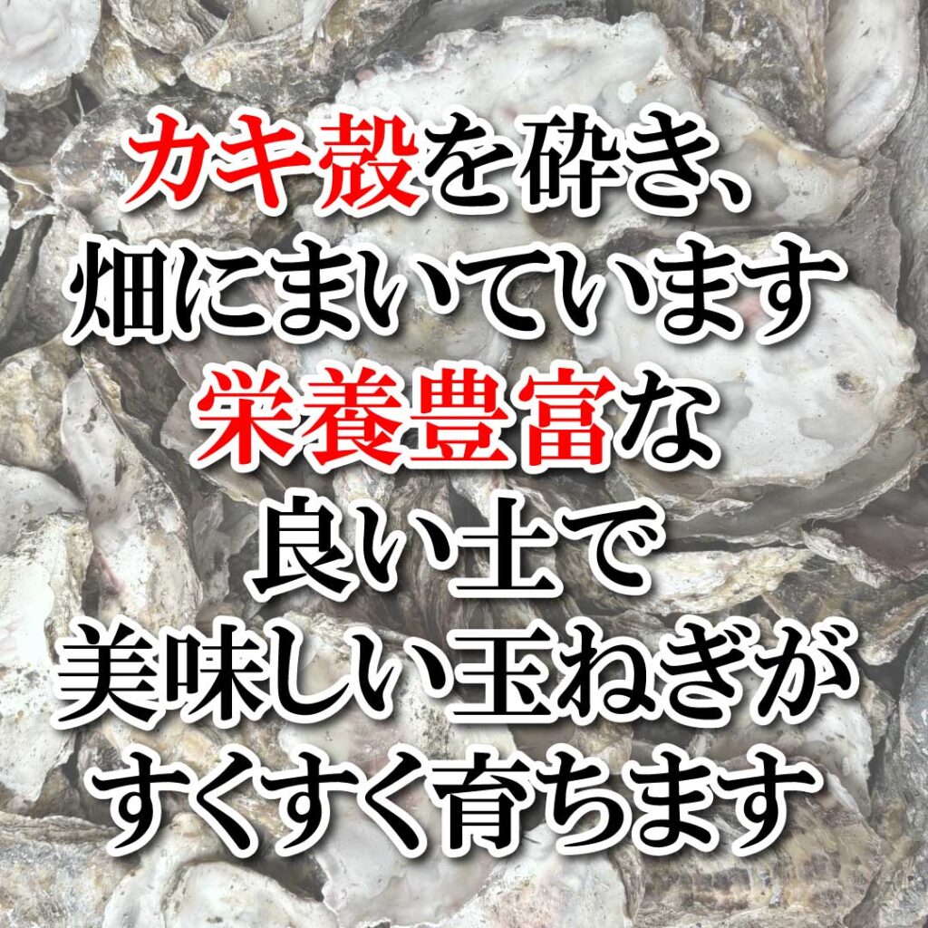 カキ殻を砕き畑にまいています。栄養豊富な良い土で美味しい玉ねぎがすくすく育ちます